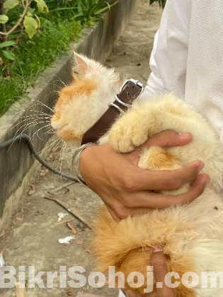 Exotic And Traditional Persian Male.